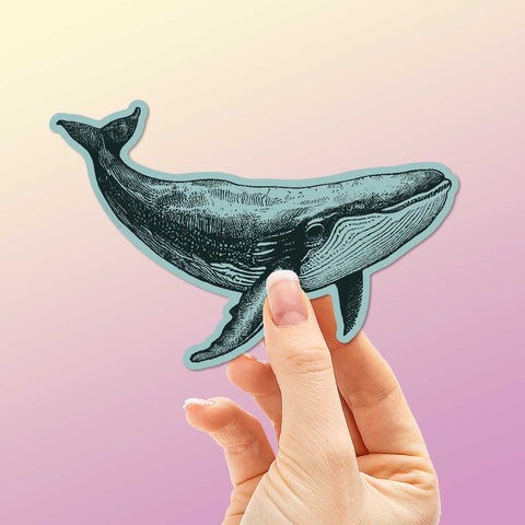 Humpback Whale Bumper Sticker
