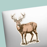 White Tail Deer Sticker - Cool Nature Decal